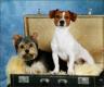 Monty und Shira