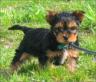 Aramis