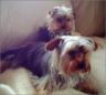 Tabs und Nick