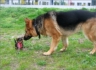 Asterix