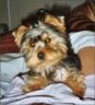 Dolce Ashanti