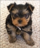 Frito