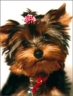 Charlie