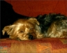 Lissy