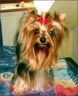 Watson