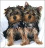 Lucky & Larry
