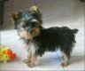 Maggy