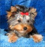Adelina