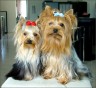 Dusty & Ricky