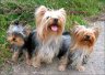 Adelina, Lilly, Babsy