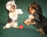 Finn (16 Wochen) & Bijou (16 Monate)