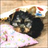 Pebbles - 14 Wochen