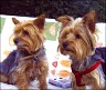 Rocky (9 Jahre) und Hexe seine Tochter (1 Jahr)