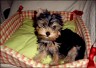 I�am Gioia of Bregadoon - 13 Wochen