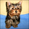 Haker - 10 month