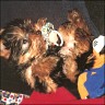 Goofy - 16 Monate