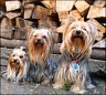 3 Berliner Yorkies