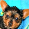 Yoshi - 10 weeks