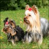 Isa (4 Jahre) und Viper (7 Monate)