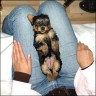 Sissi - 5 weeks
