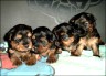 Yorkie-Kinder - 3 Wochen alt
