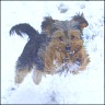 Mona (7 Monate) - im Schnee