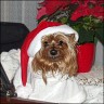 Terry - 14 Jahre