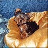 Luna-Daisy - 6 Monate