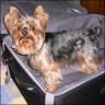Pebbles - 6 Jahre