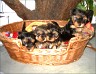A basket full babies