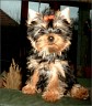 Romy - 5 1/2 Monate
