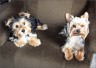 Wisky & Samy