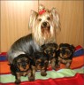 Lilly mit ihren 5 Wochen alten Babys
