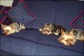 Chico/4 Jahre, Kira/4 Jahre & Sammy/6 Jahre