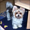 Chicco