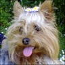 Buffy