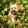 Daisy - 4 Jahre