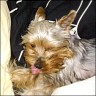 Henriette
