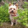 Daisy - 4 Jahre