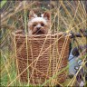 Daisy - 4 Jahre