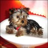Roxy