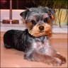 Filou - 6 Monate