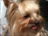 Gizmo
