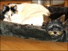 Katze Murli (10 Jahre) und Yorkie Bora (16 Wochen)