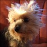P�ppi - 15 Jahre