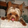 Filou - 4 Jahre