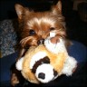 Chico - 3 Jahre
