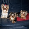 Rubi 21 Monate, Viper 10 Monate und Mokky 3 Jahre