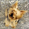 Lucky - 7 Jahre