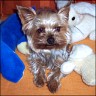 Chico - 4 Jahre